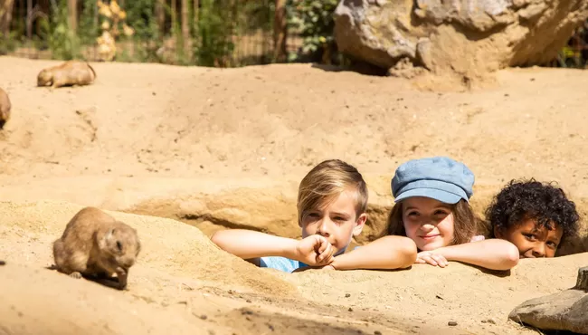 Dierenpark Amersfoort 