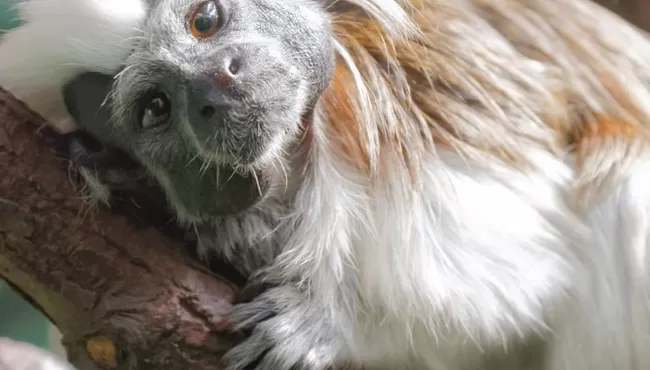 Dierenpark Blankendaell