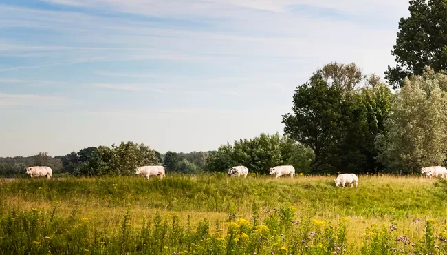 De Biesbosch en het Brabantse land